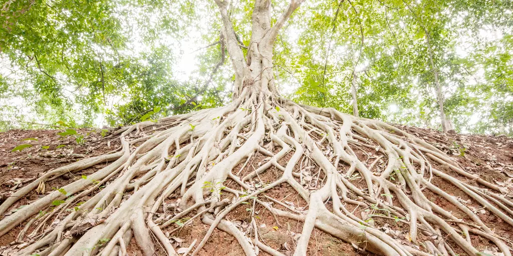 Un arbre avec des racines 