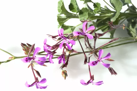 Pelargonium 3