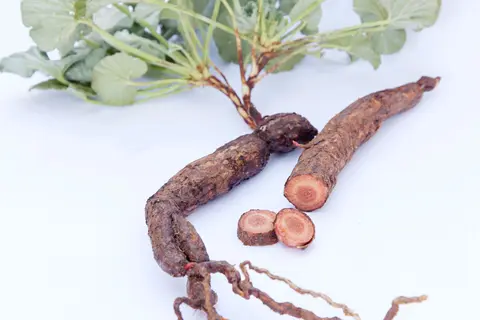 elargonium sioides Wurzeln mit Blätter