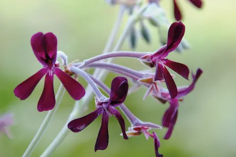 Umckaloabo-header-pelargonium-sidoides