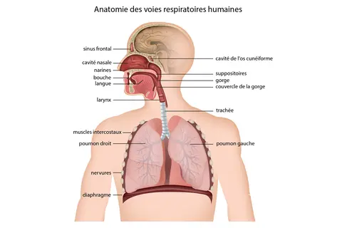 anatomie-humaine-maladies-respiratoires-umckaloabo