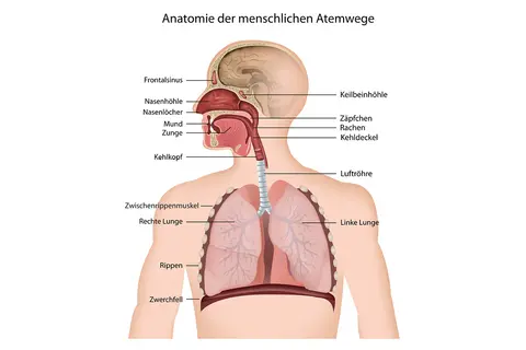 Grafik Anatomie der menschlichen Atemwege inkl. Erklärung der einzelnen Körperteile