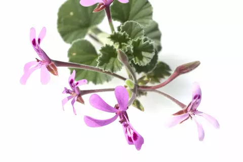 Pelargonium 5