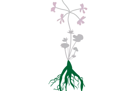 pelargonium_sidoides