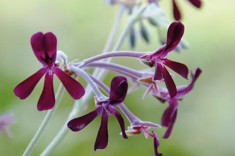 header-umckaloabo-pelargonium-sidoides-wurzelkraft-erkaeltung-bronchitis-grippe