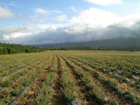 PsFeld Morgen 1203