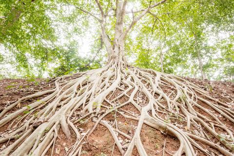 Un arbre avec des racines 