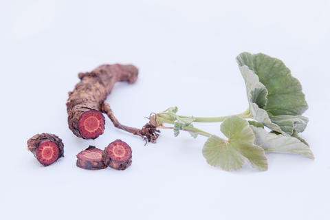 elargonium sioides Wurzeln mit Blätter