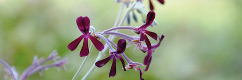 header-umckaloabo-pelargonium-sidoides-wurzelkraft-erkaeltung-bronchitis-grippe