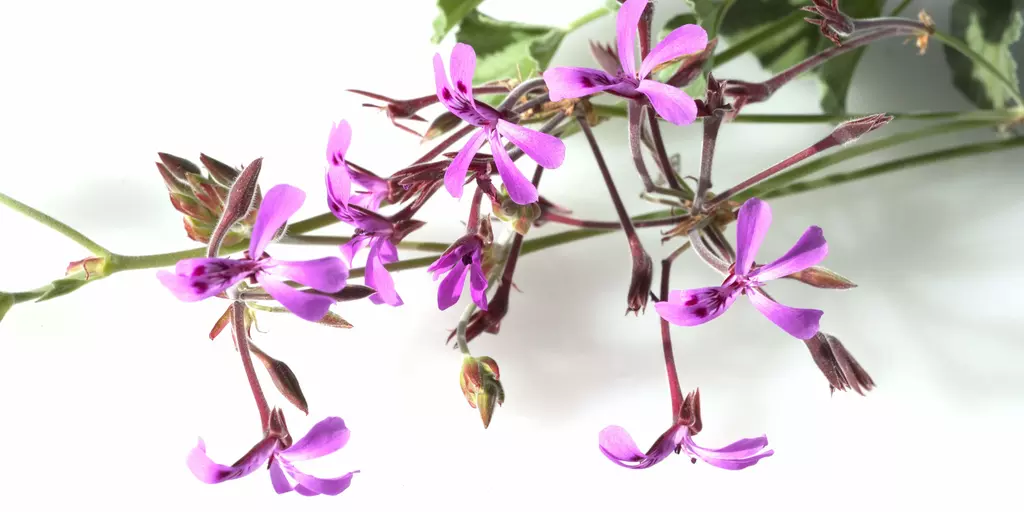 Pelargonium 3