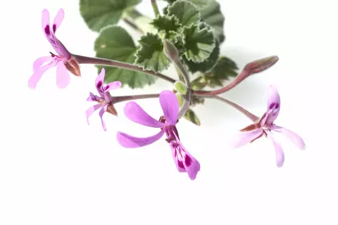 Pelargonium 5