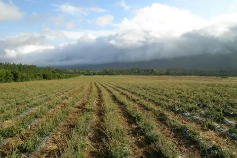 PsFeld Morgen 1203
